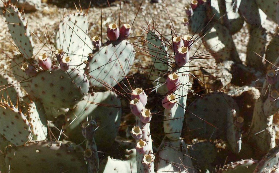 Phoenix (Arizona): Desert Botanical Garden - 1