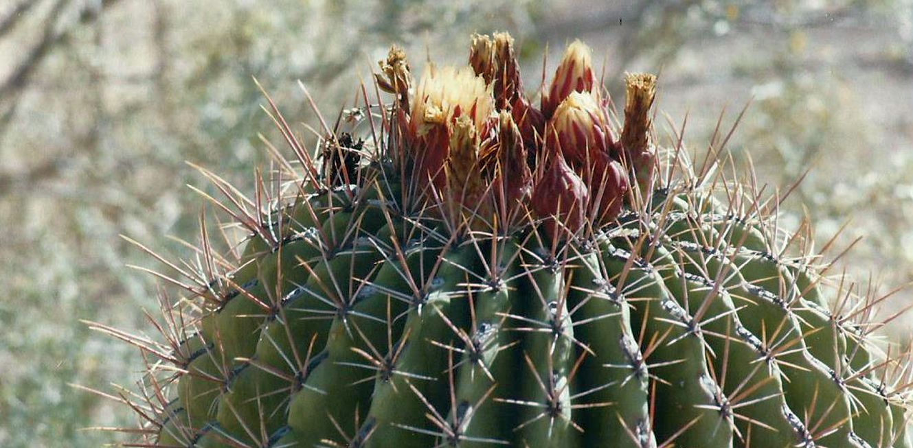 Phoenix (Arizona): Desert Botanical Garden - 1