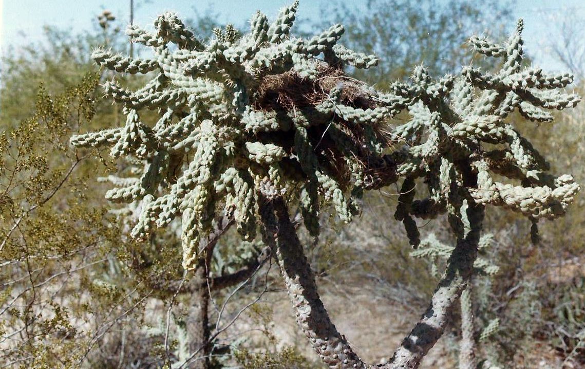 Phoenix (Arizona): Desert Botanical Garden - 1