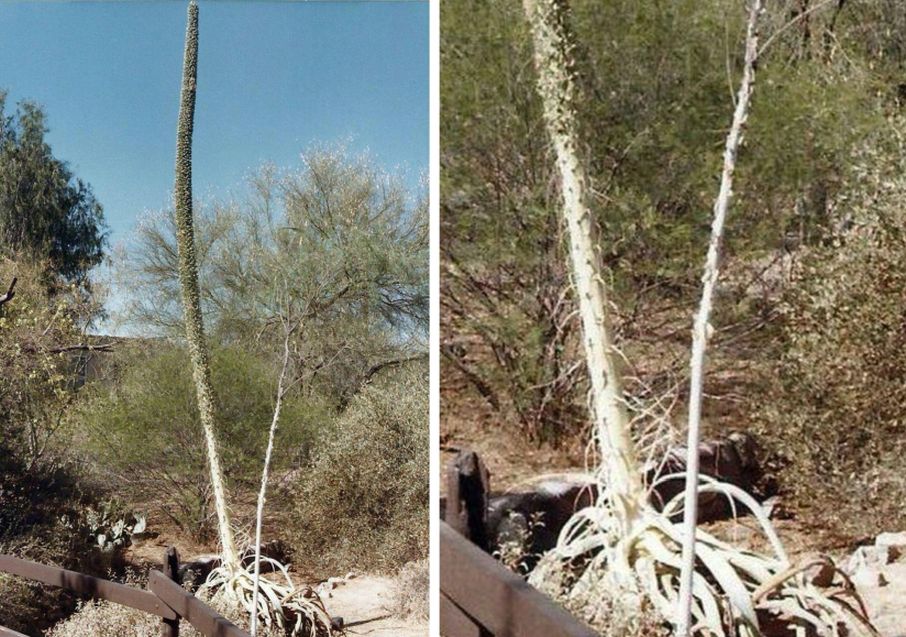 Phoenix (Arizona): Desert Botanical Garden - 2