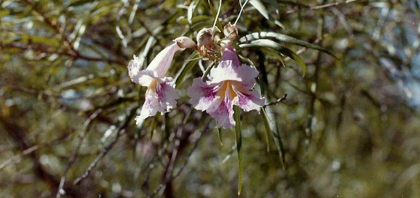 Phoenix (Arizona): Desert Botanical Garden - 2