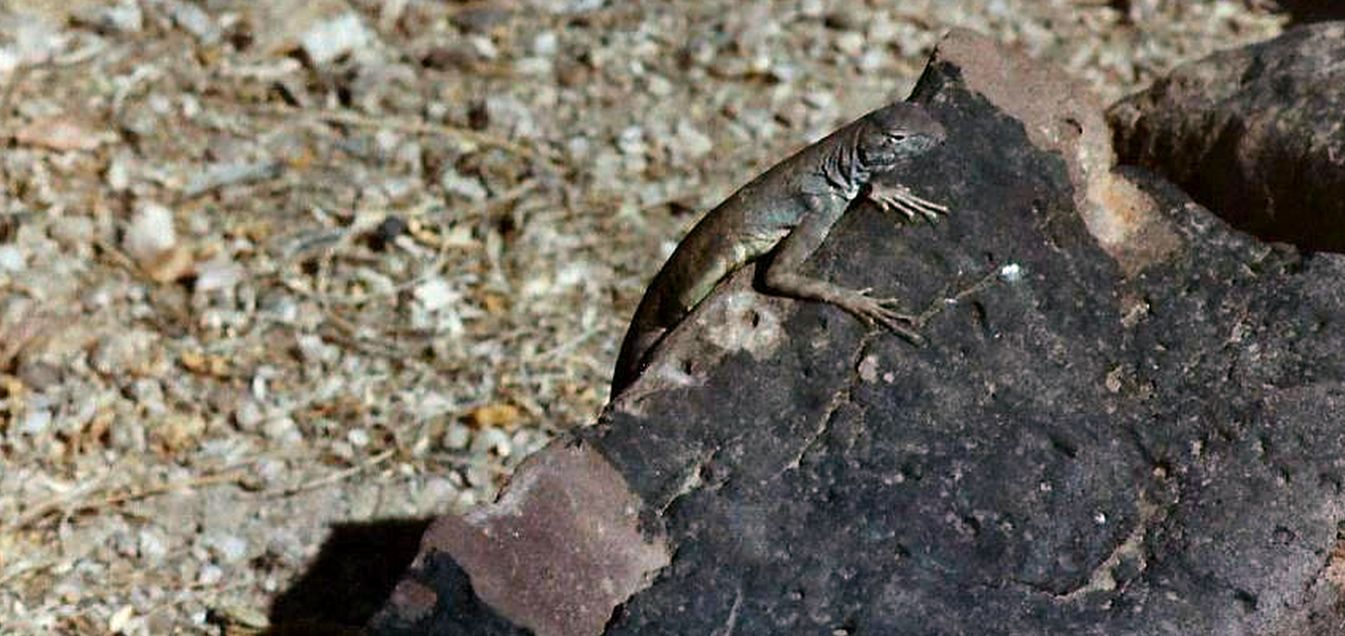 Arizona: lucertola da id.: cfr. Callisaurus draconoides