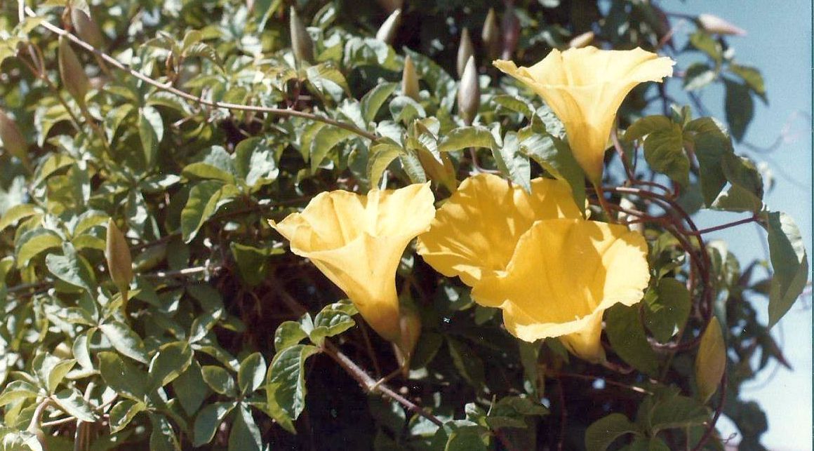 Phoenix (Arizona): Desert Botanical Garden - 2