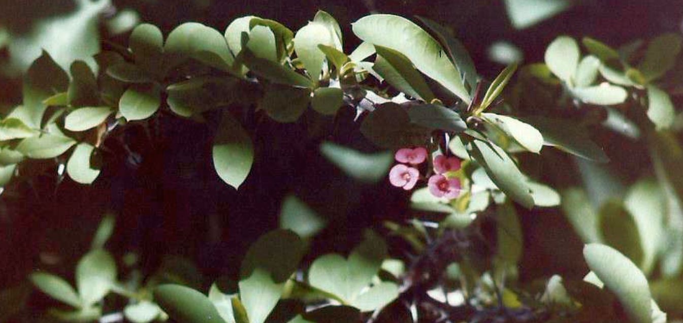 Phoenix (Arizona): Desert Botanical Garden - 3