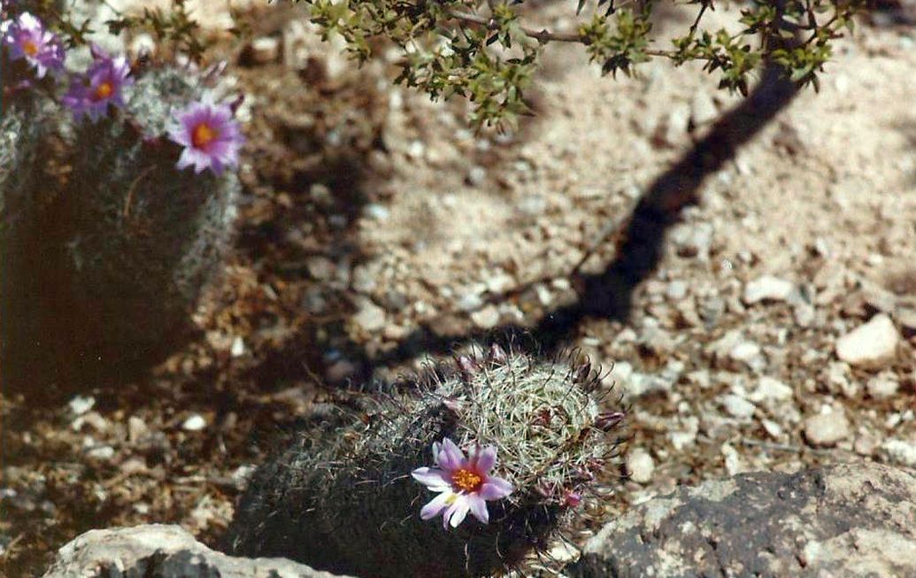 Phoenix (Arizona): Desert Botanical Garden - 3