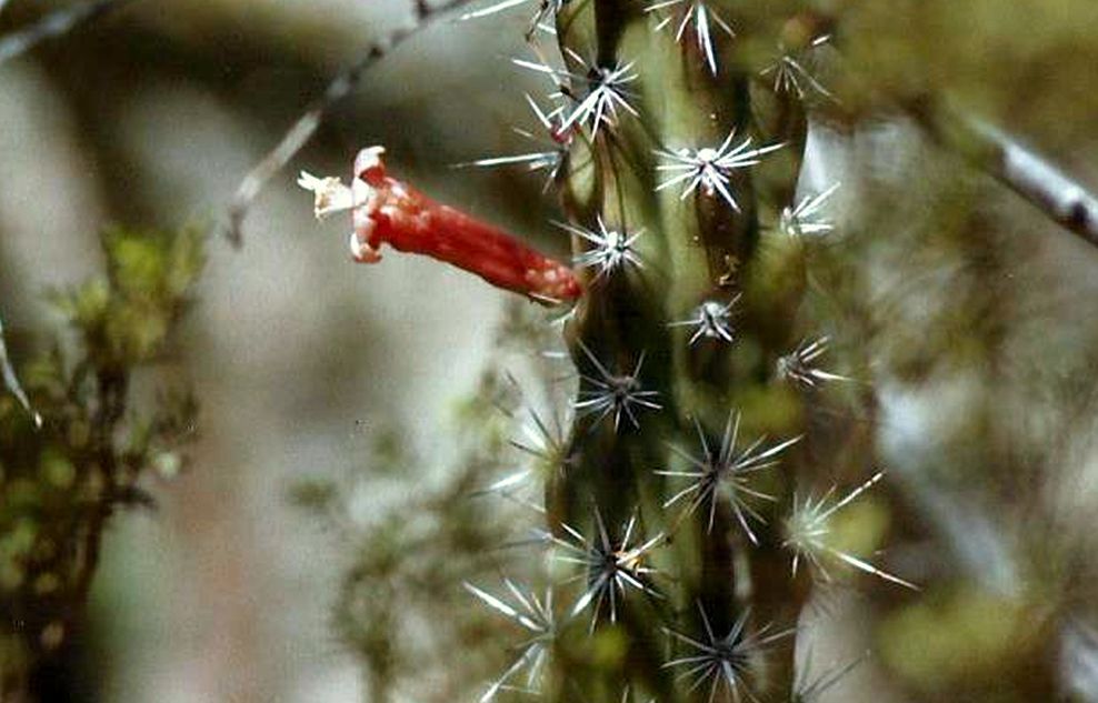 Phoenix (Arizona): Desert Botanical Garden - 3