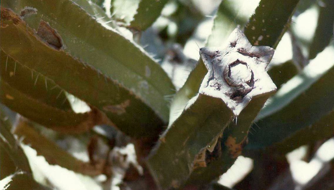 Phoenix (Arizona): Desert Botanical Garden - 3