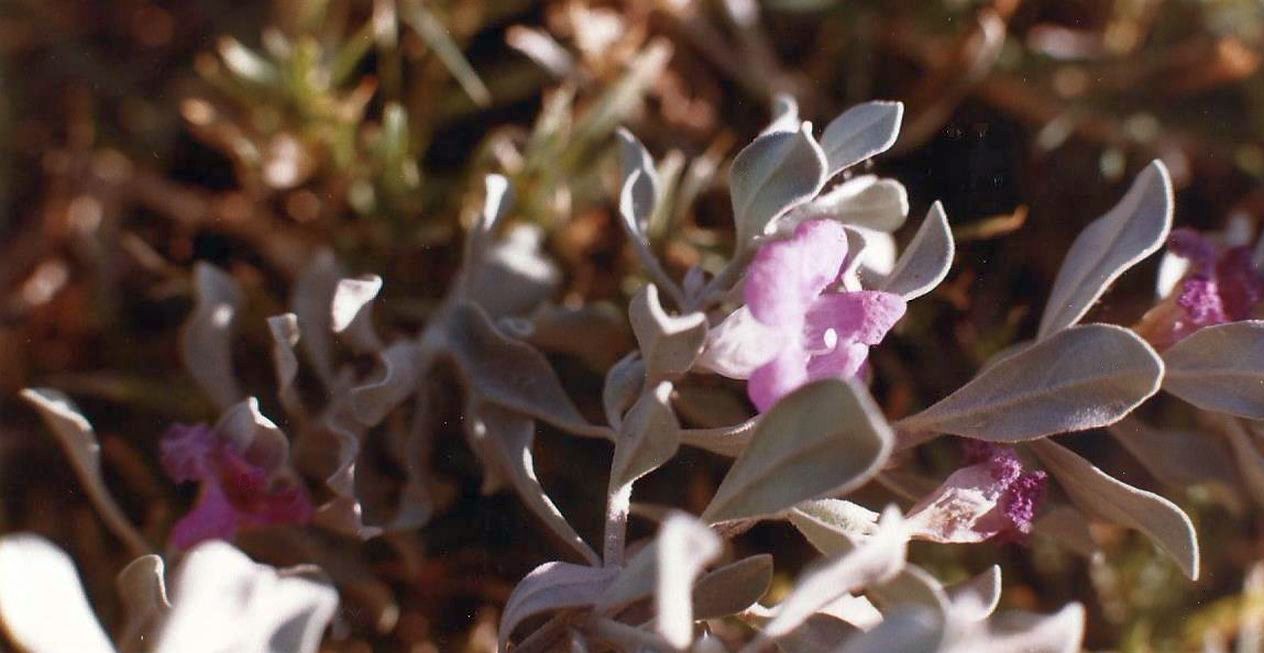 Phoenix (Arizona): Leucophyllum frutescens(Scrophulariaceae)