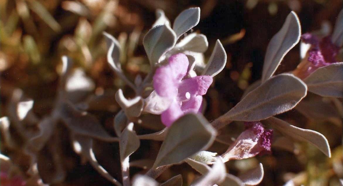 Phoenix (Arizona): Leucophyllum frutescens(Scrophulariaceae)