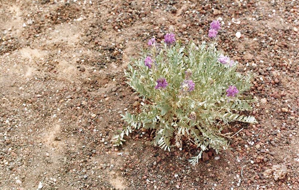 Flagstaff (Arizona): Oxytropis lambertii Pursh (Fabaceae)