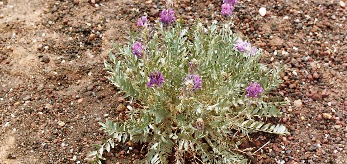 Flagstaff (Arizona): Oxytropis lambertii Pursh (Fabaceae)