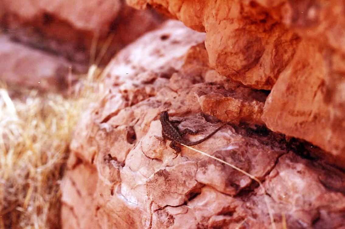 Flagstaff (Arizona): lucertola tra rovine archeologiche