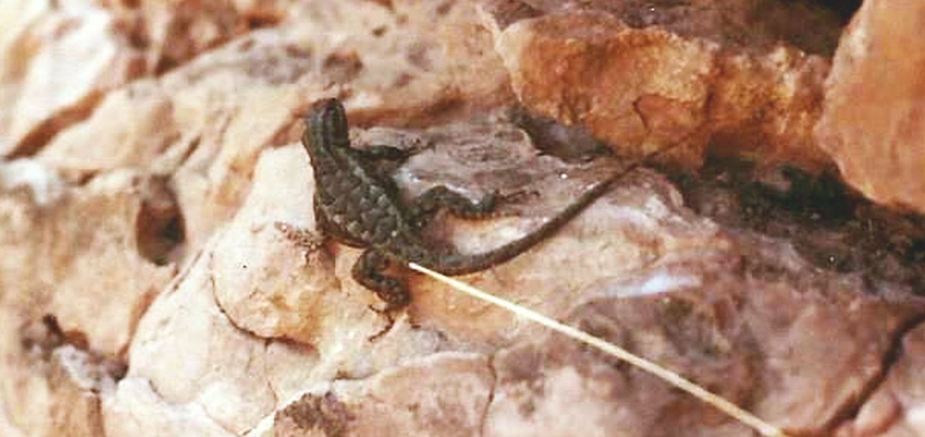 Flagstaff (Arizona): lucertola tra rovine archeologiche