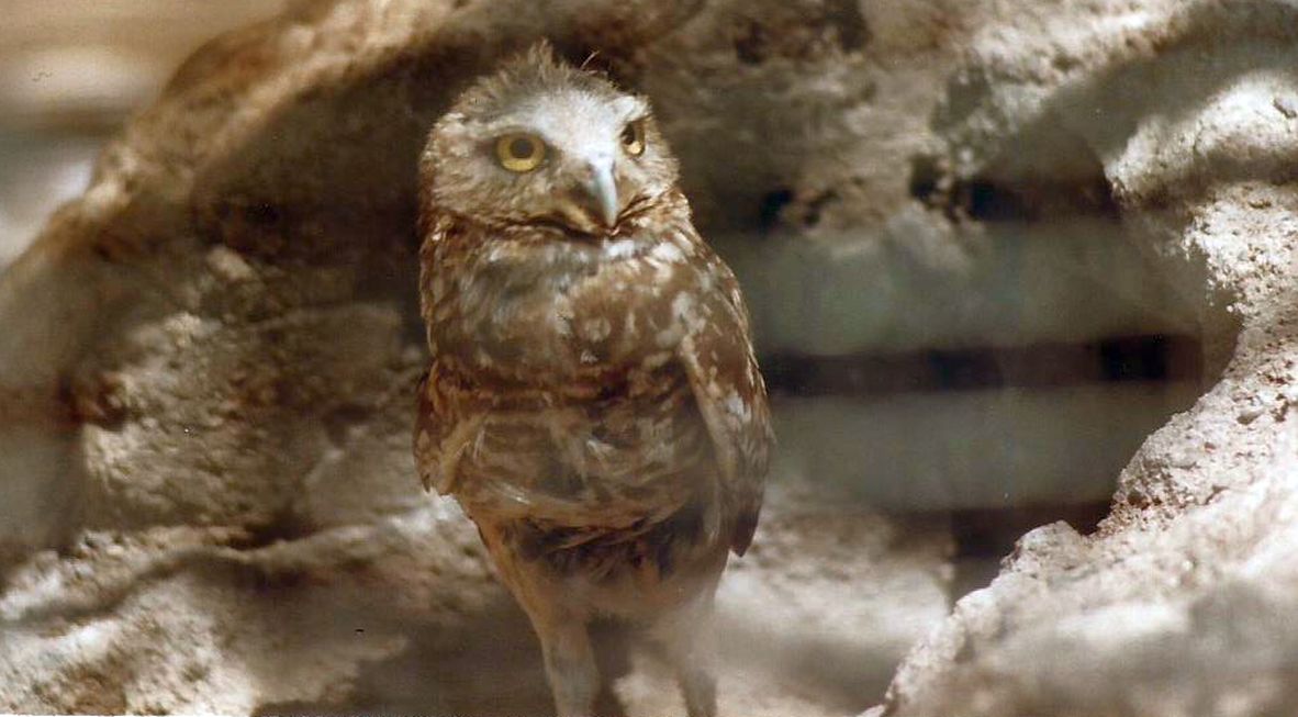 Civetta dell''Arizona: Athene cunicularia