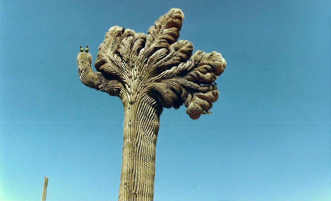 Arizona: il Saguaro crestato