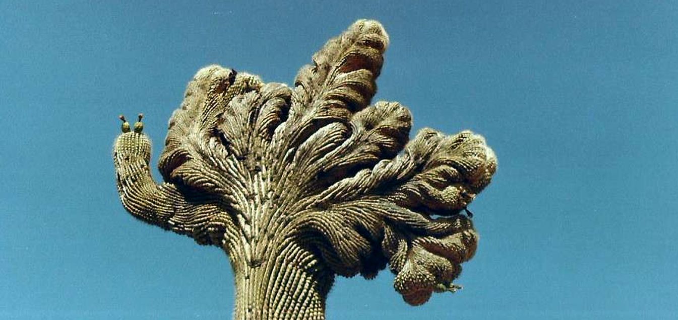 Arizona: il Saguaro crestato