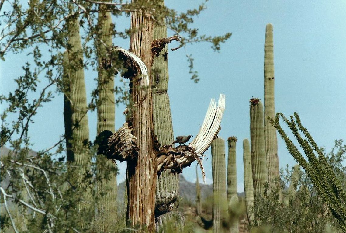 Arizona: il Saguaro crestato