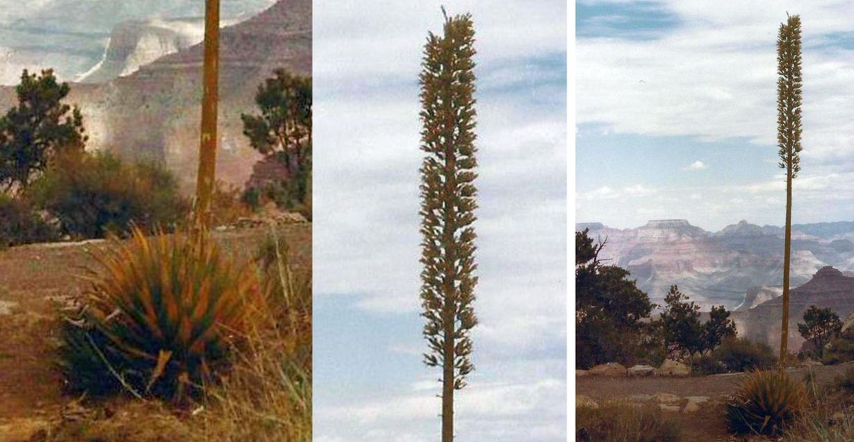 Arizona:  un''Agave?  S, Agave utahensis