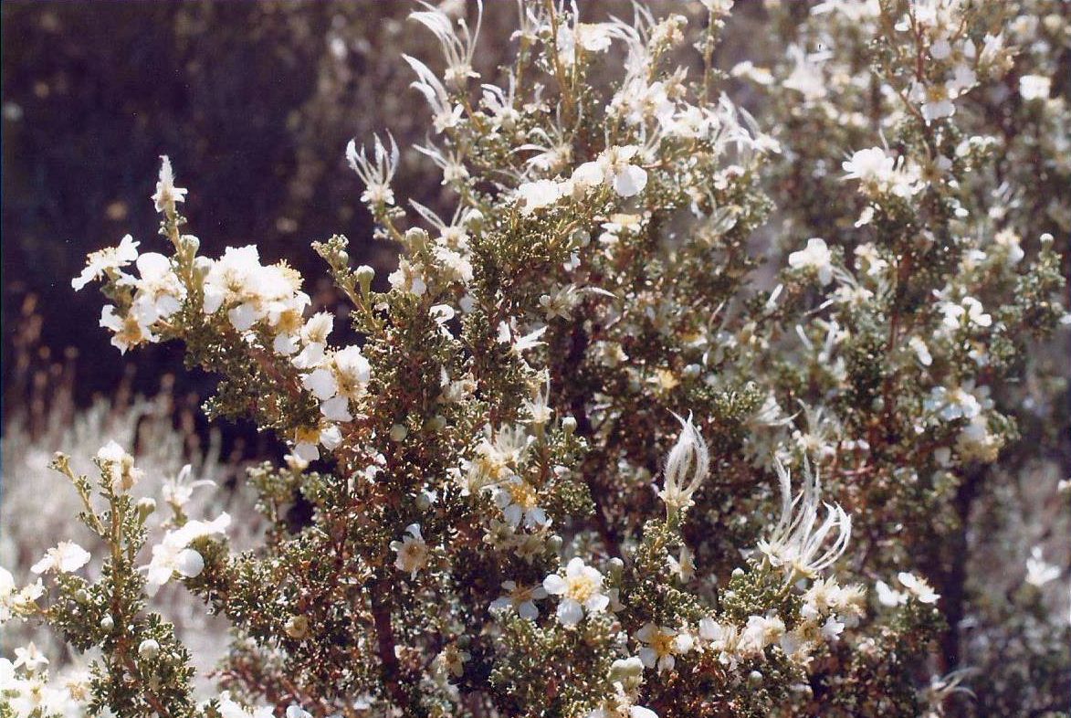 Grand Canyon  (Arizona) Purshia stansburyana (Rosaceae)