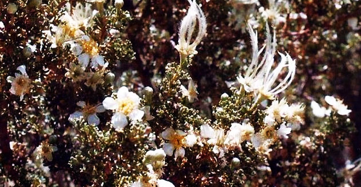 Grand Canyon  (Arizona) Purshia stansburyana (Rosaceae)