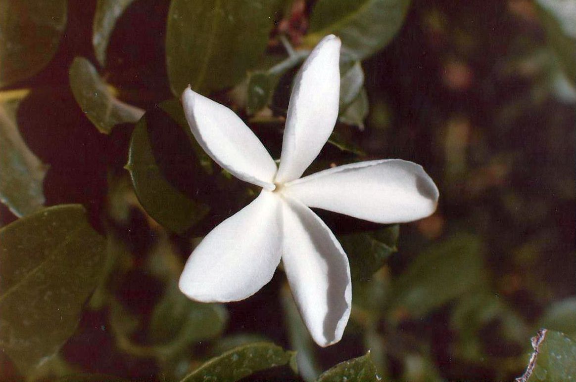 Arizona: Carissa macrocarpa (Apocynaceae)