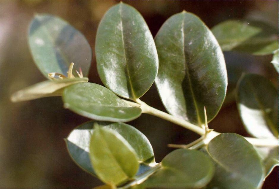 Arizona: Carissa macrocarpa (Apocynaceae)