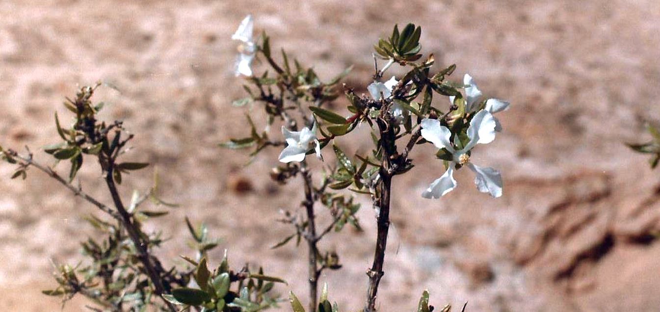 Arizona: Fendlera rupicola  (Hydrangeaceae)