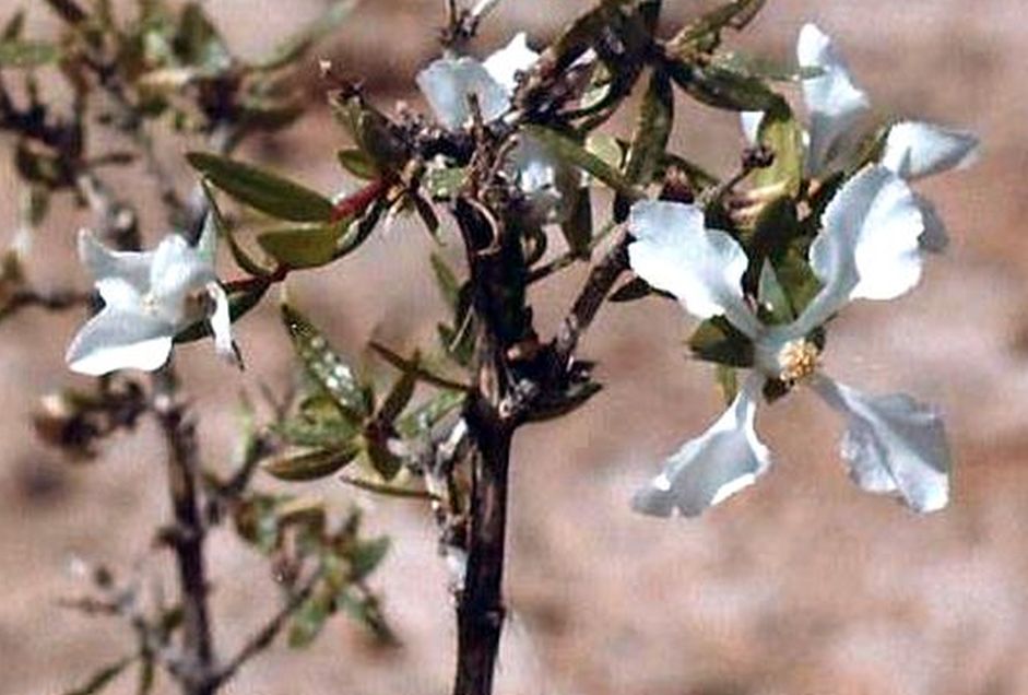 Arizona: Fendlera rupicola  (Hydrangeaceae)