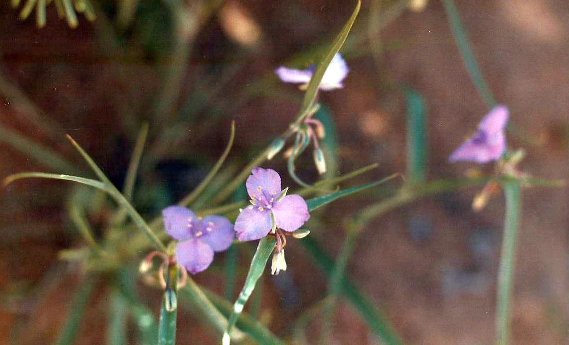 Arizona: Tradescantia occidentalis