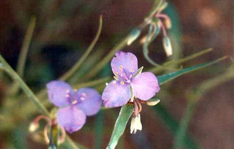 Arizona: Tradescantia occidentalis