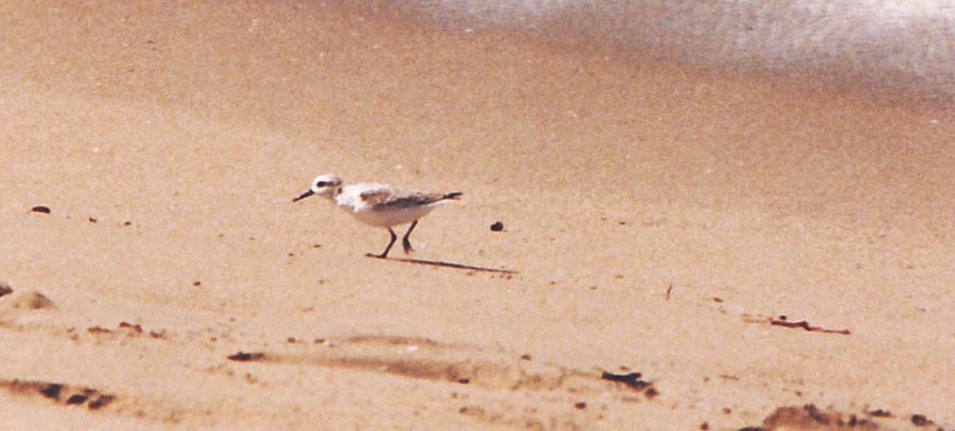 Limicolo californiano: Piovanello tridattilo (Calidris alba)