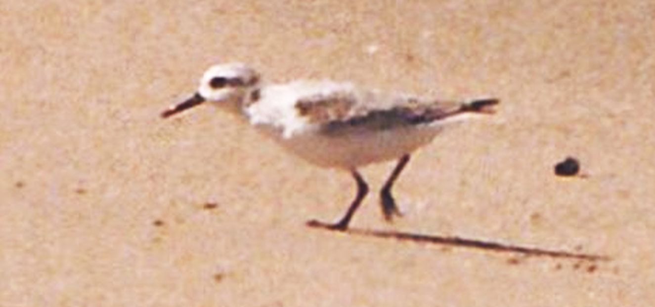 Limicolo californiano: Piovanello tridattilo (Calidris alba)