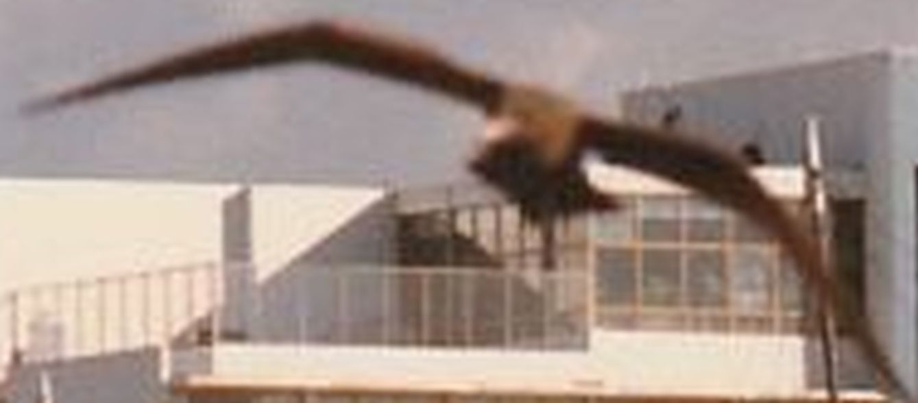 Dalla California:Larus heermanni juv. e L. californicus juv.