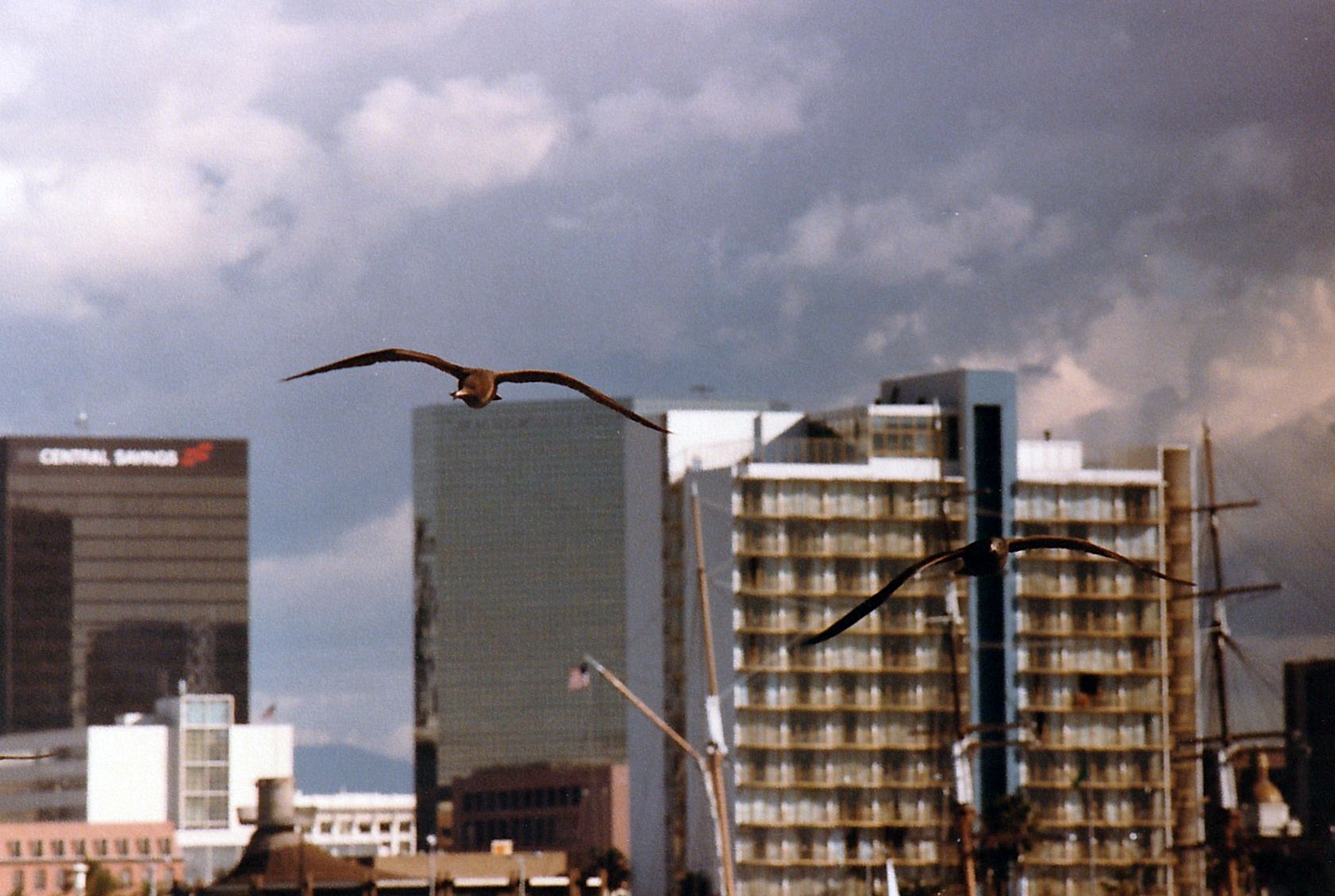 Dalla California:Larus heermanni juv. e L. californicus juv.