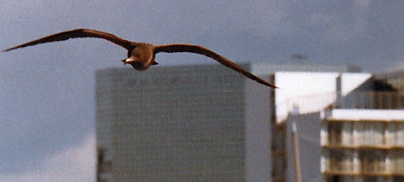 Dalla California:Larus heermanni juv. e L. californicus juv.