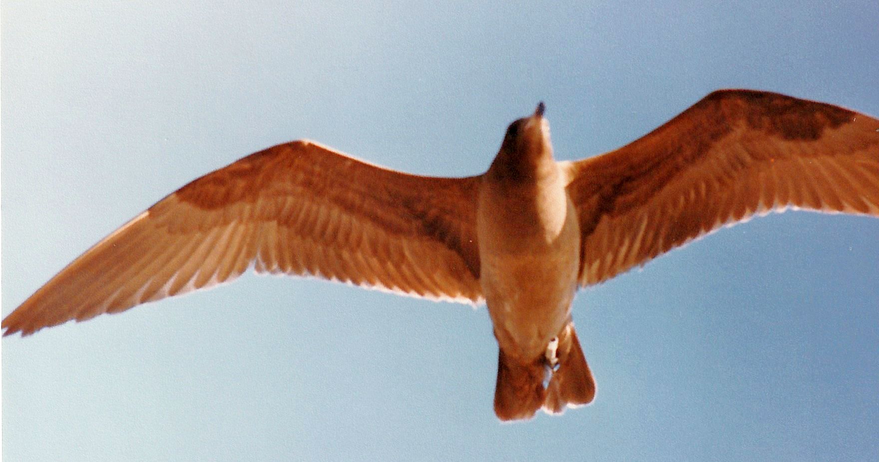 Dalla California:Larus heermanni juv. e L. californicus juv.