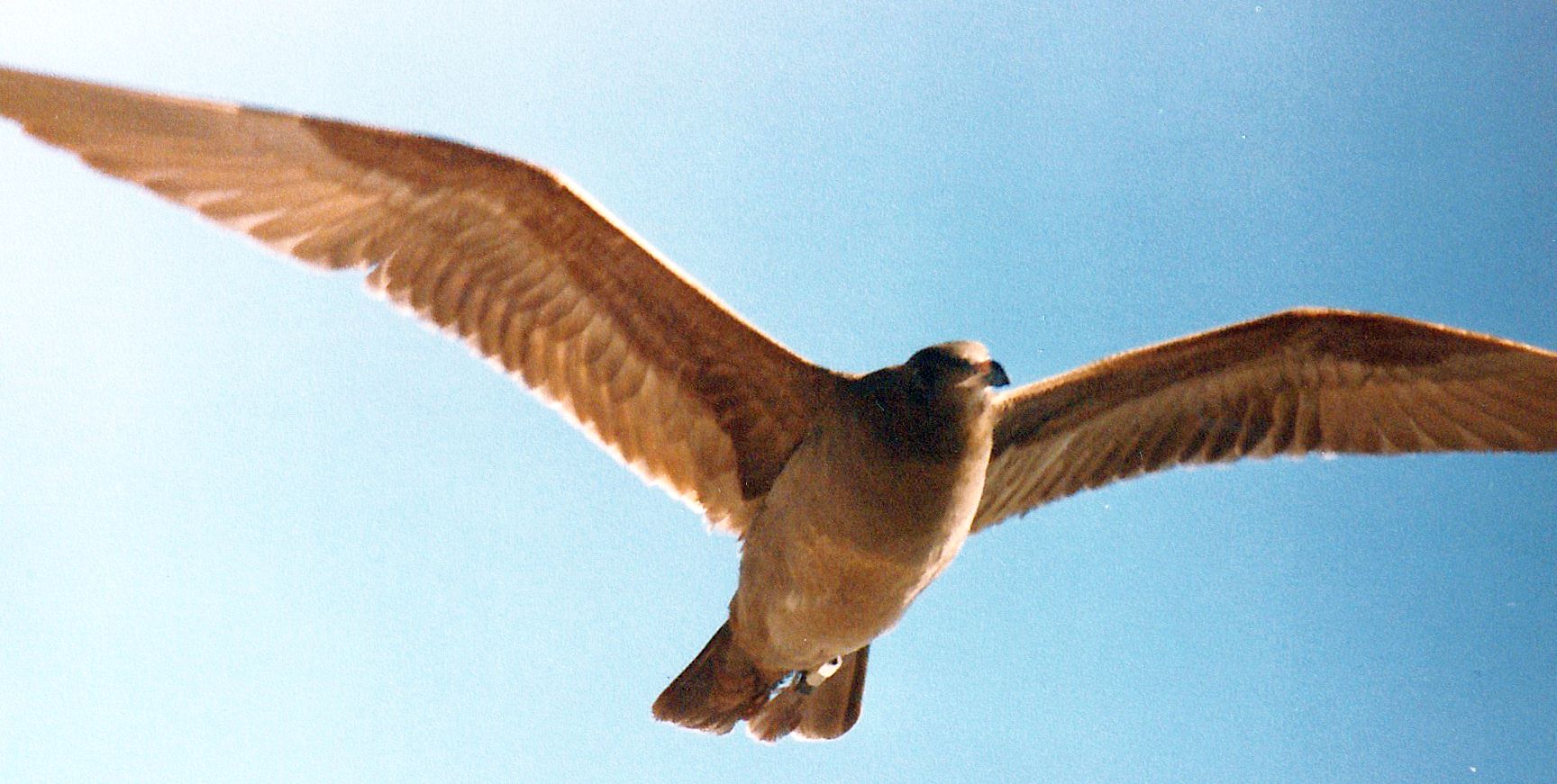 Dalla California:Larus heermanni juv. e L. californicus juv.