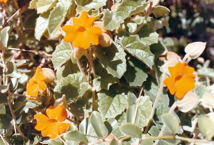 Dalla California: Thunbergia gregorii (Acanthaceae)