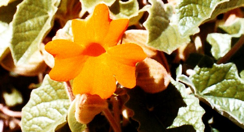 Dalla California: Thunbergia gregorii (Acanthaceae)