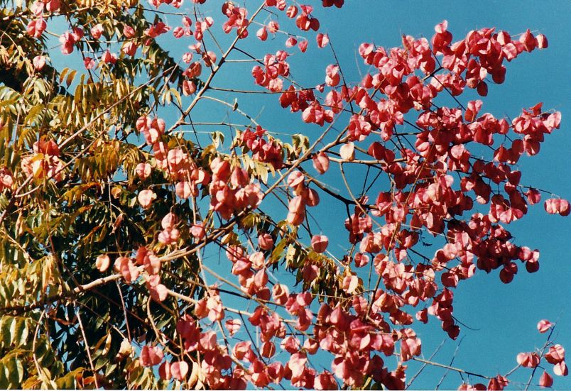 Dalla California: Koelreuteria elegans subsp. formosana  (Sapindaceae)