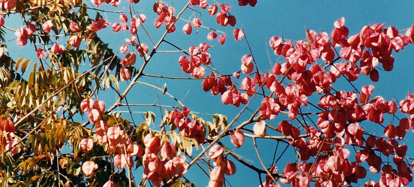 Dalla California: Koelreuteria elegans subsp. formosana  (Sapindaceae)