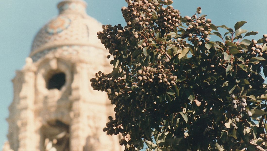 Dalla California: Corymbia calophylla (Myrtaceae)