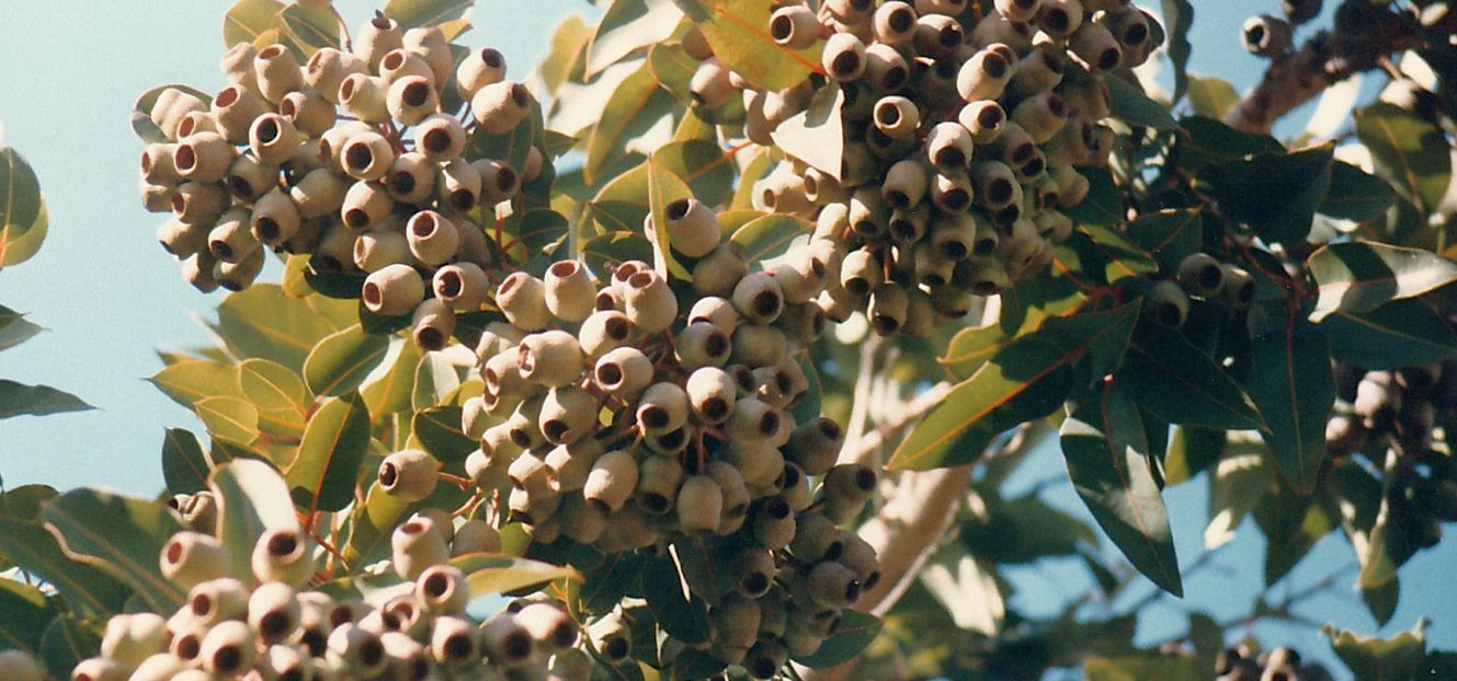 Dalla California: Corymbia calophylla (Myrtaceae)