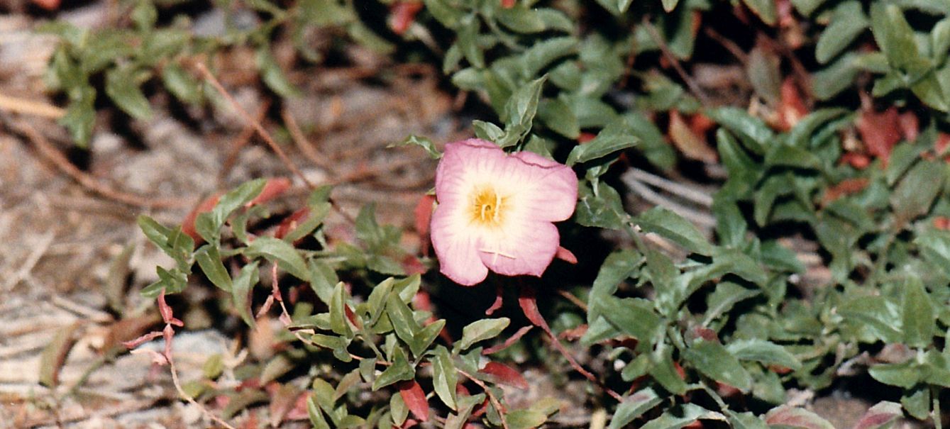 Dall''Arizona: Oenothera sp. (Onagraceae)