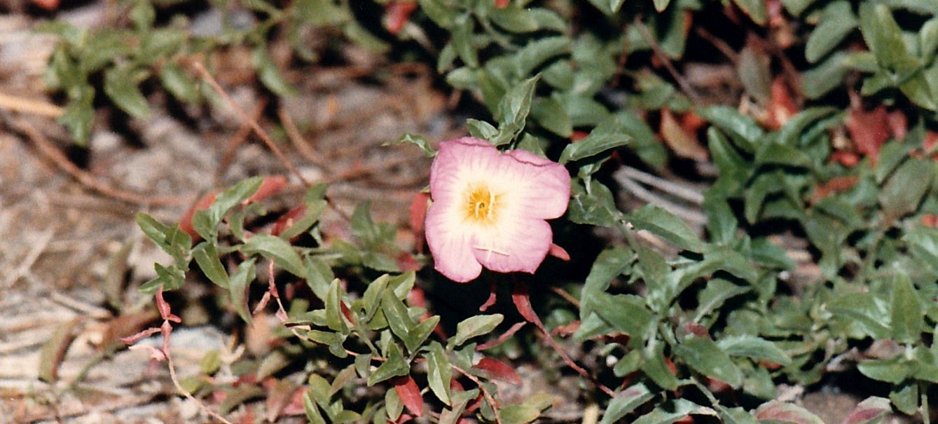 Dall''Arizona: Oenothera sp. (Onagraceae)