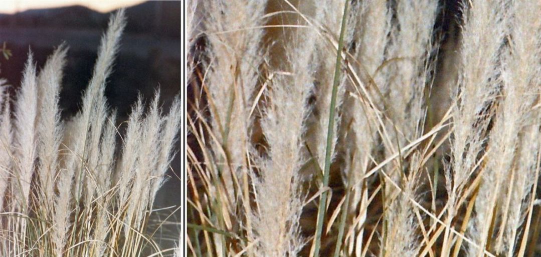 Dall''Arizona: Cortaderia sp.?