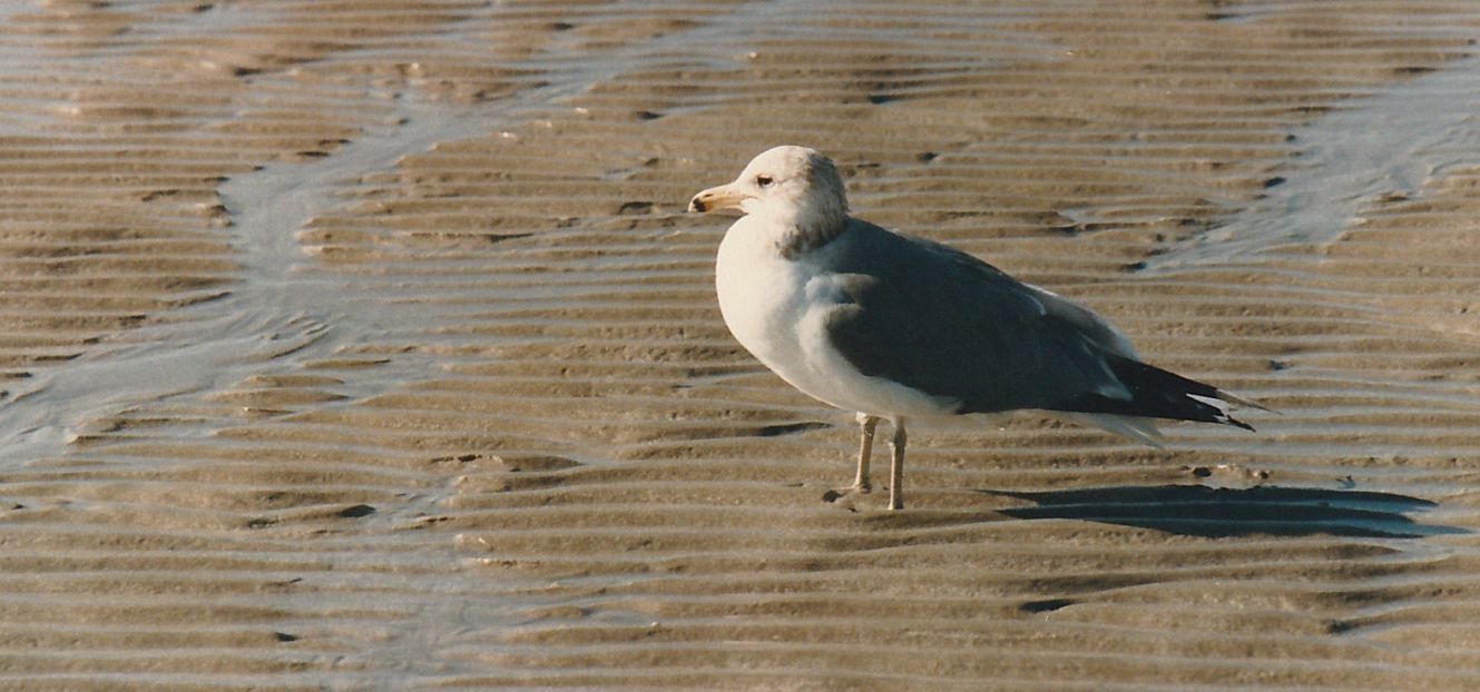 Dal Messico: Larus californicus