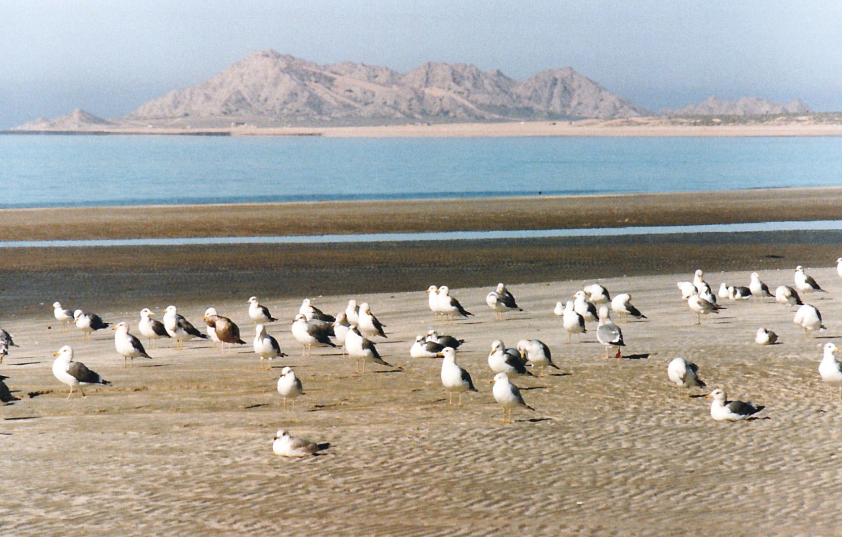 Dal Messico: Larus californicus