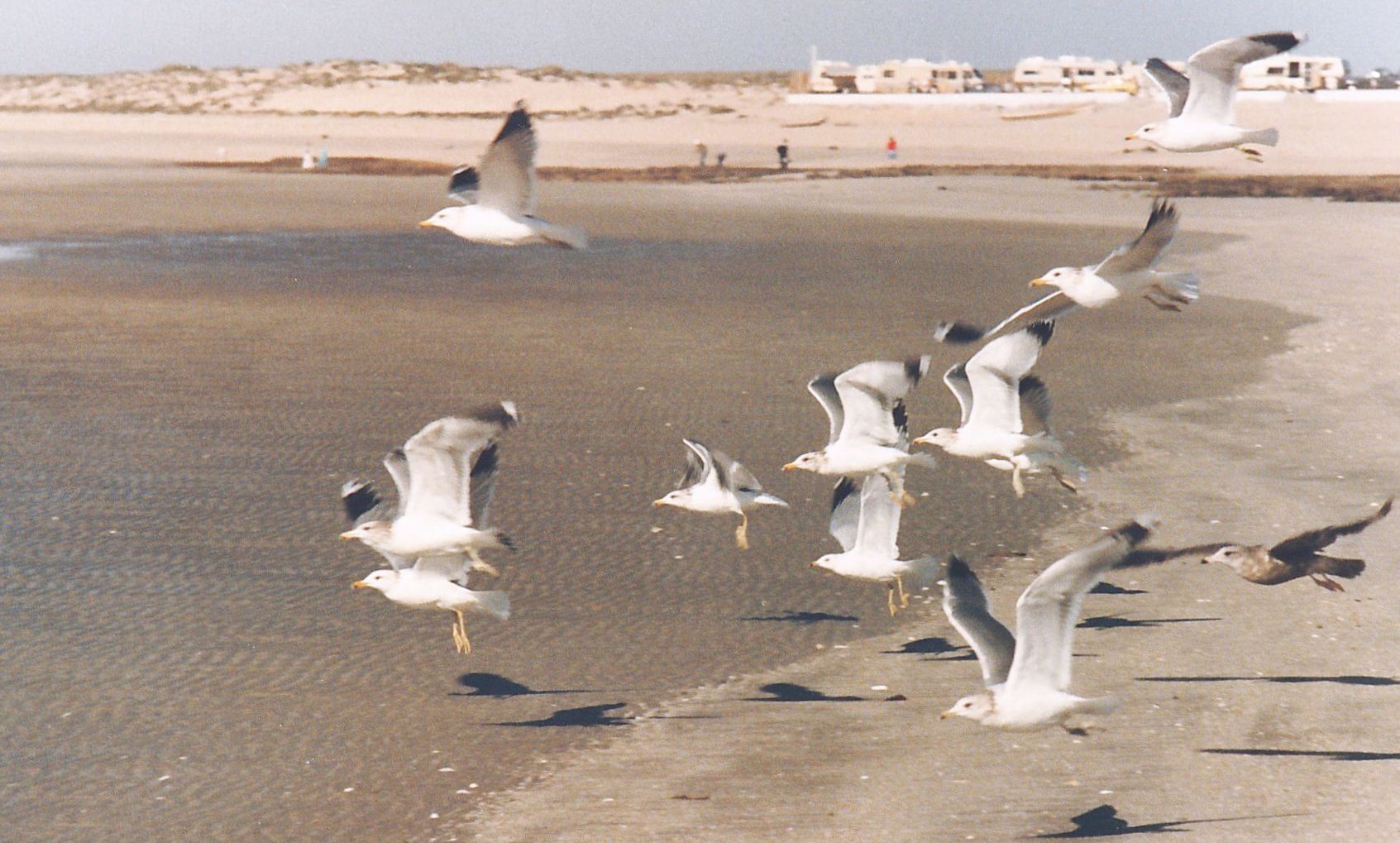 Dal Messico: Larus californicus