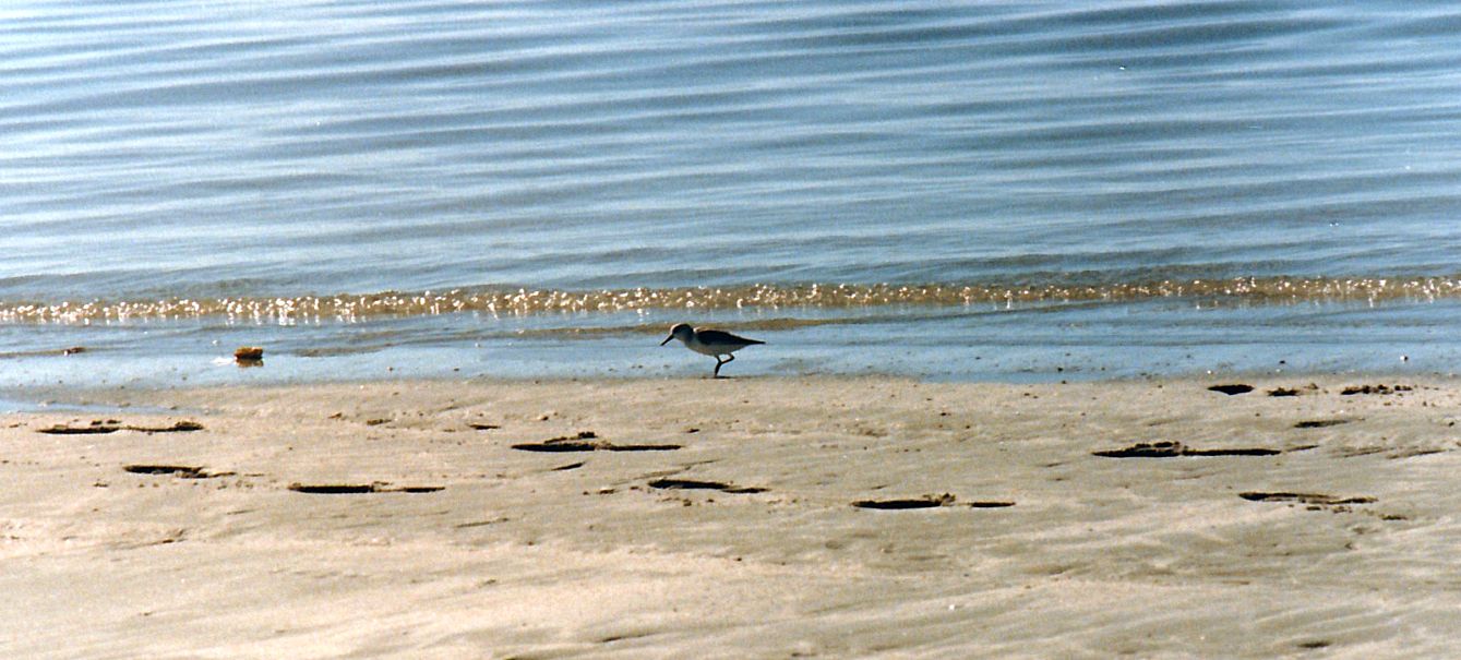 Dal Messico: Calidris pusilla